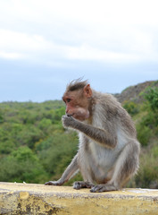 Monkey-eating-puffed-rice-on-a-wall