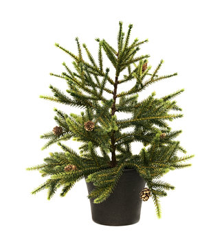 fir-tree with cones in a pot, isolated on the white