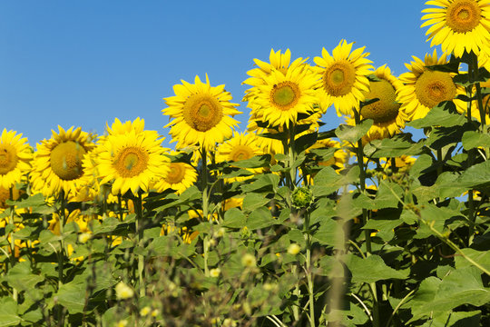 Sunflowers on sunny day