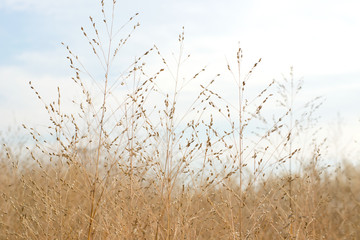 Tall-winter-grass-against-sky