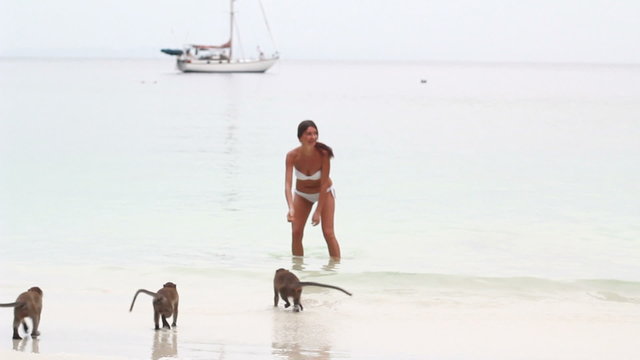 macaque monkey plays with girl at the beach