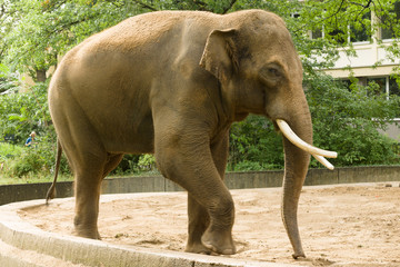 An elephant at the zoo
