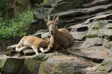 Alpine ibex