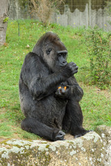 Naklejka premium Gorilla eats a carrot