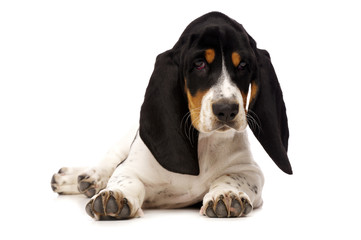 Basset Hound Puppy Isolated on a White Background