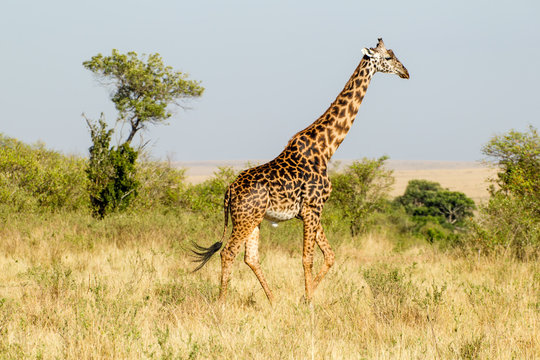Fototapeta Giraffe