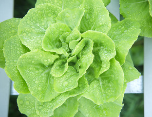 fresh and clean hydroponic vegetable