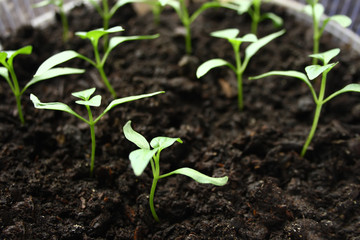 Green seedling growing out of soil