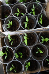 Green seedling growing out of soil