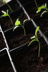 Green seedling growing out of soil