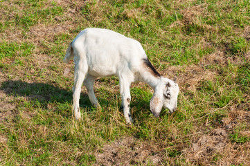 Fototapeta premium Young whiter Nubian goat grazing