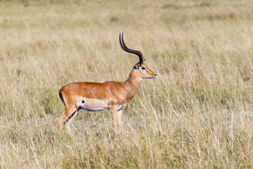 Impala