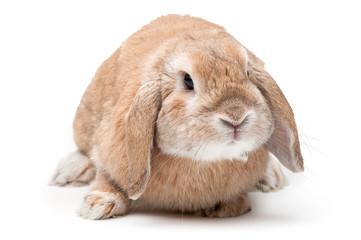 Rabbit on a white background, looking ahead, the breed of dwarf - obrazy, fototapety, plakaty