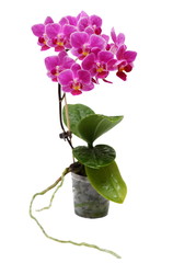 Pink Orchid in Flower Pot Isolated