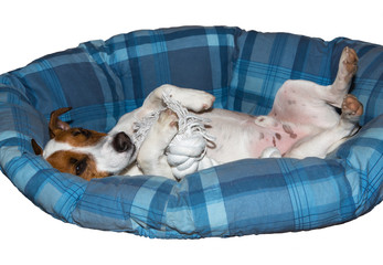 Relaxter Hund im Körbchen