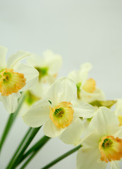 Naklejka na ściany i meble Spring Daffodils.