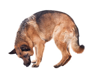german shepherd