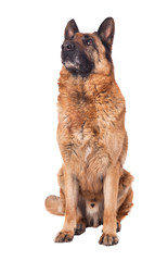 german shepherd on white