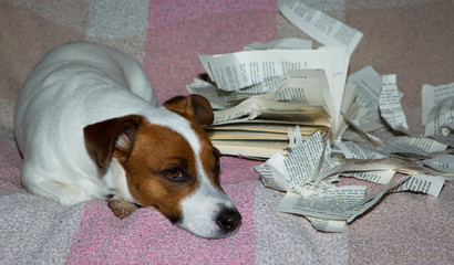 Jack-Russel-Terrier mit kaputtem Buch