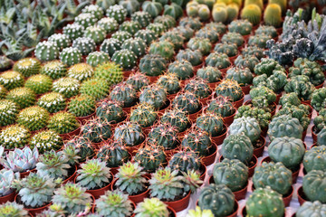 Succulent plants to the flower market, selective focus