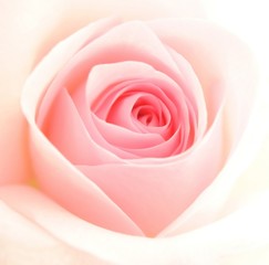 Rose - 50790038