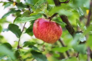 Frischer, roter Apfel im Regen