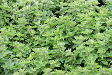 Oregano plants to the market in Italy