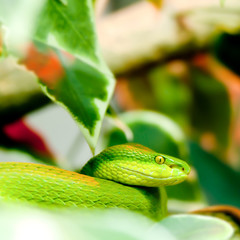 Fototapeta premium green snake