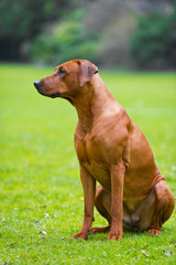 Rhodesian ridgeback in a spring flowers field