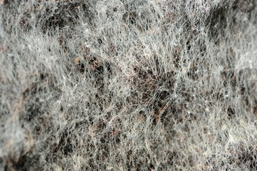 While Mould Close-Up