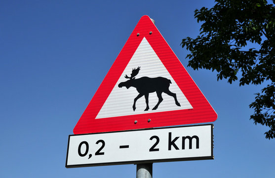 Elchschild