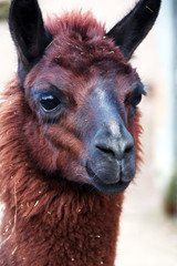 Fototapeta premium Llama