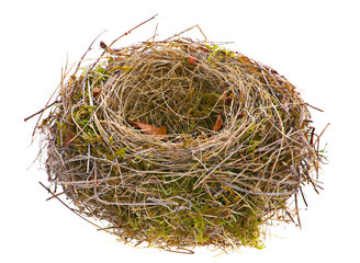 Empty bird nest