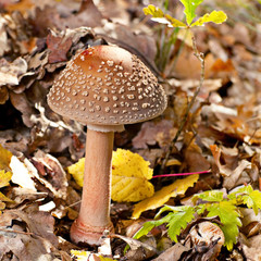Amanita mushroom