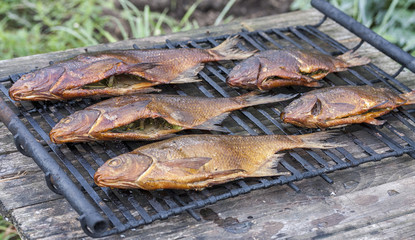 Just smoked fresh fish caught in Russian river