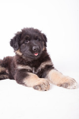 Welpe streckt die Zunge raus