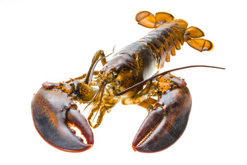 Raw lobster