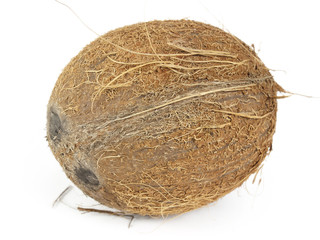 coconut on a white background