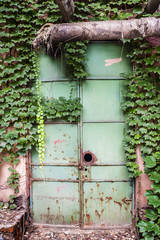 Ivy plant on the rusted iron door