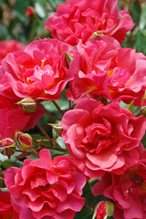Pink flowering roses
