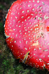 fly agaric
