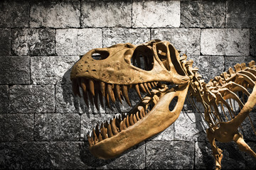Naklejka premium Szkielet Tyrannosaurus Rex w tle kamiennego muru