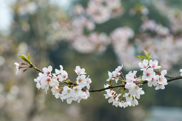sakura tree
