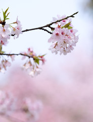 sakura tree