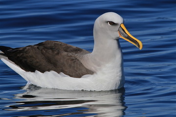 Buller's Albatross Kaikoura