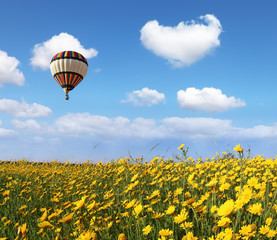 Over the blossoming field of flying a balloon