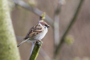 Feldsperling (Passer montanus)