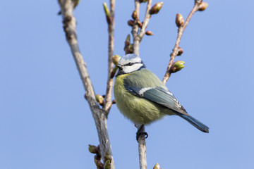 Blaumeise (Cyanistes caeruleus)