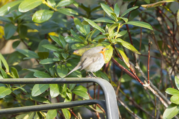 Rotkehlchen (Erithacus rubecula)