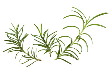 Fototapeta premium Rosemary twigs